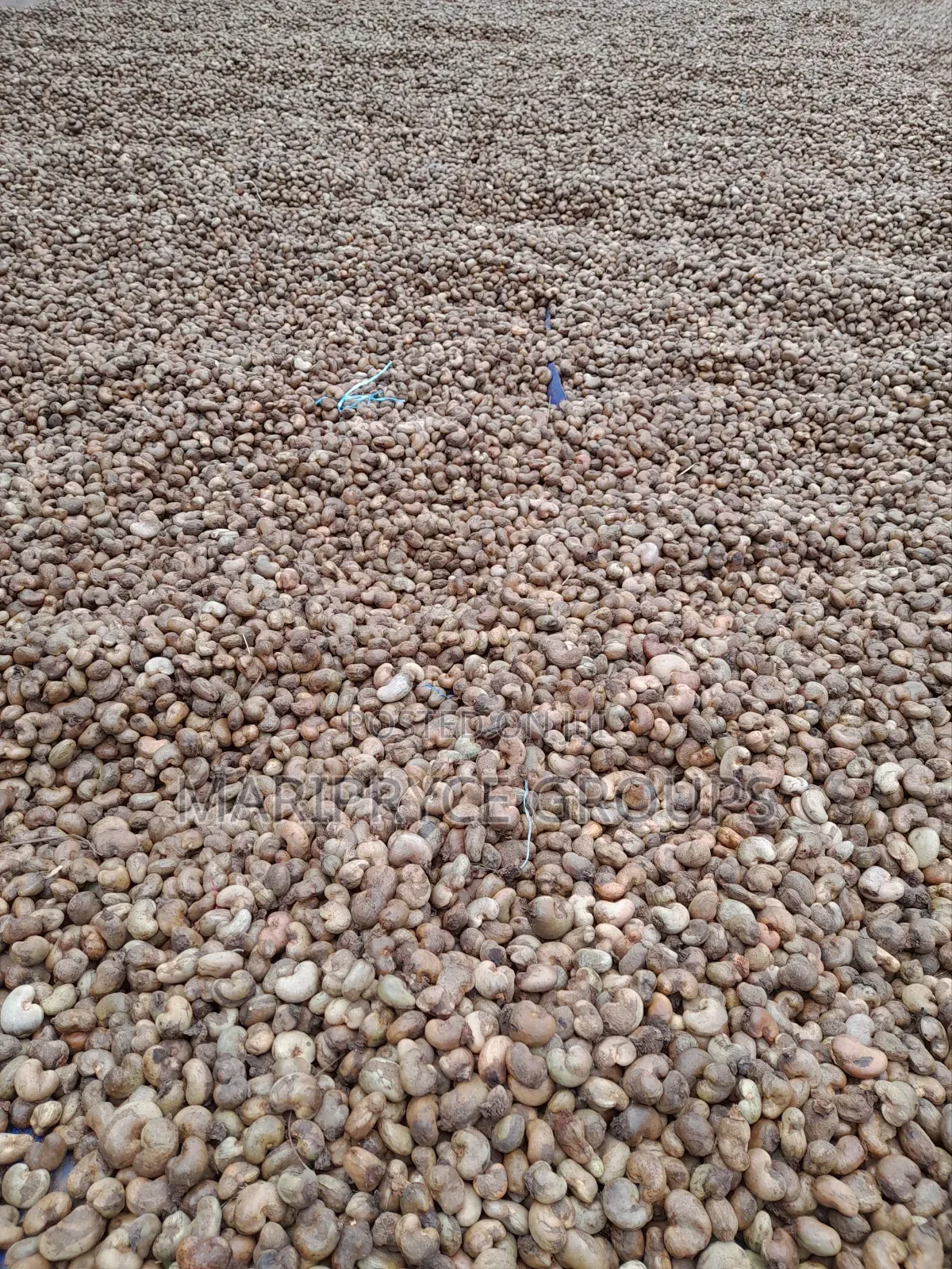 Raw Cashew Nuts