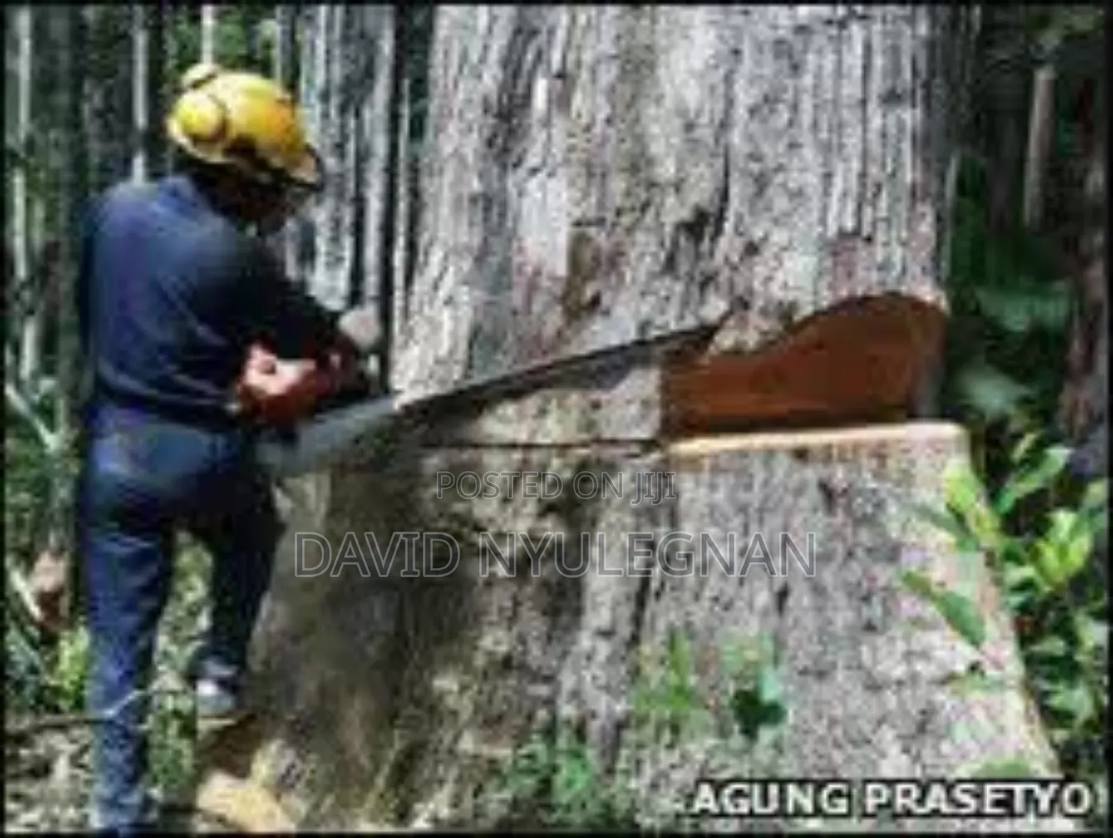 Tree Cutting