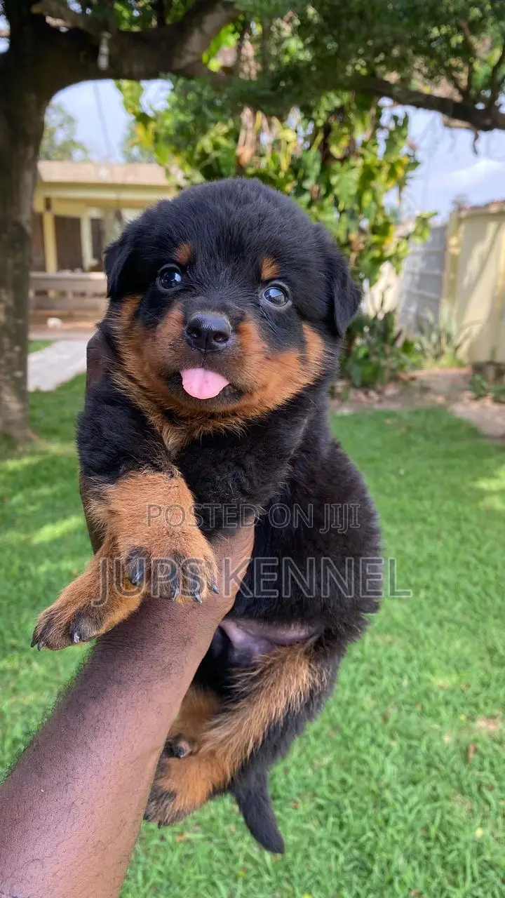 1-3 months Male Purebred Rottweiler