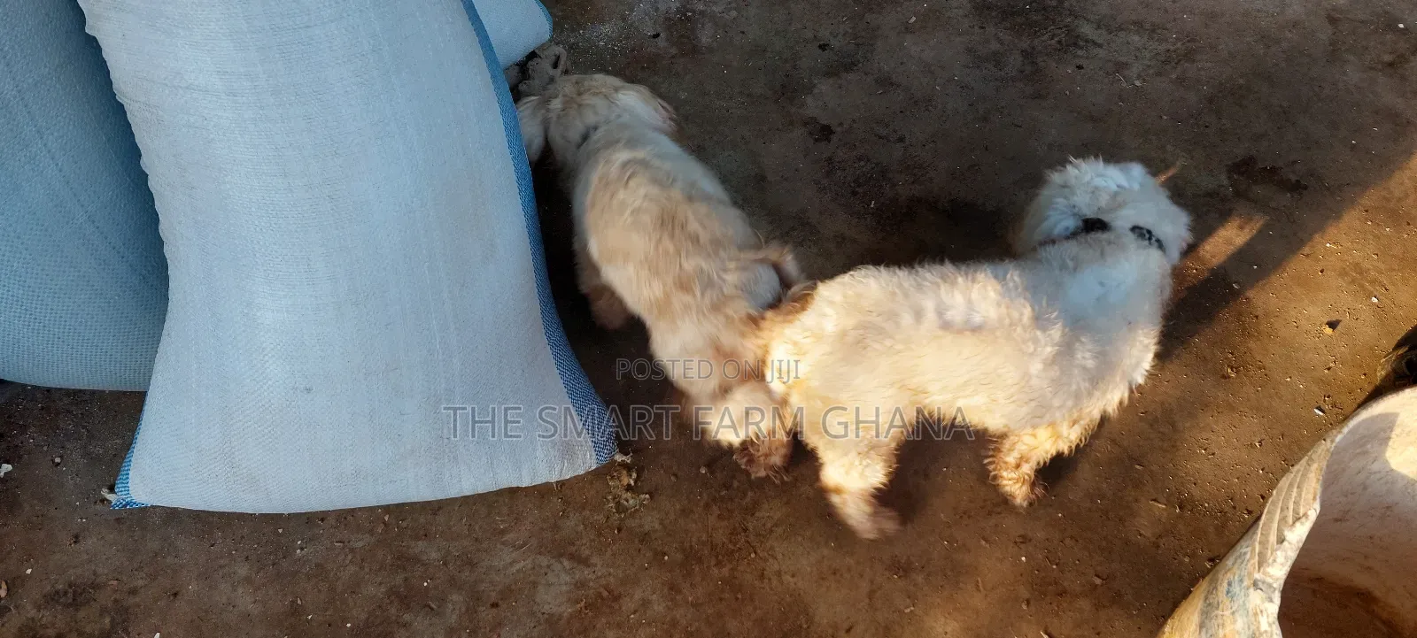 6-12 months Male Mixed Breed Maltipoo