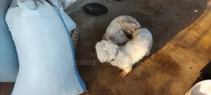6-12 months Male Mixed Breed Maltipoo