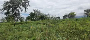 Western Region, Beposo (Atwerboanda) _ 20+ Acres Farmland