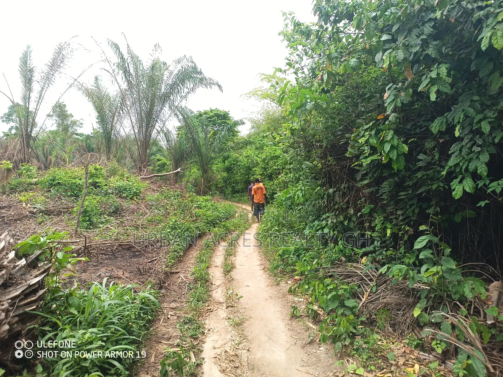 Central Region, A.A.K Dist (Abakrampa) _ 200+ Acres Farmland