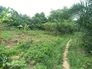 Central Region, A.A.K Dist (Abakrampa) _ 200+ Acres Farmland