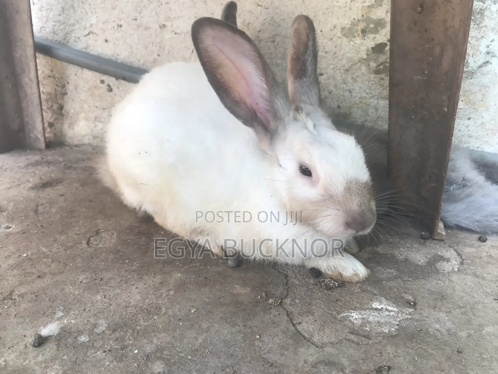 Rabbits For Sale
