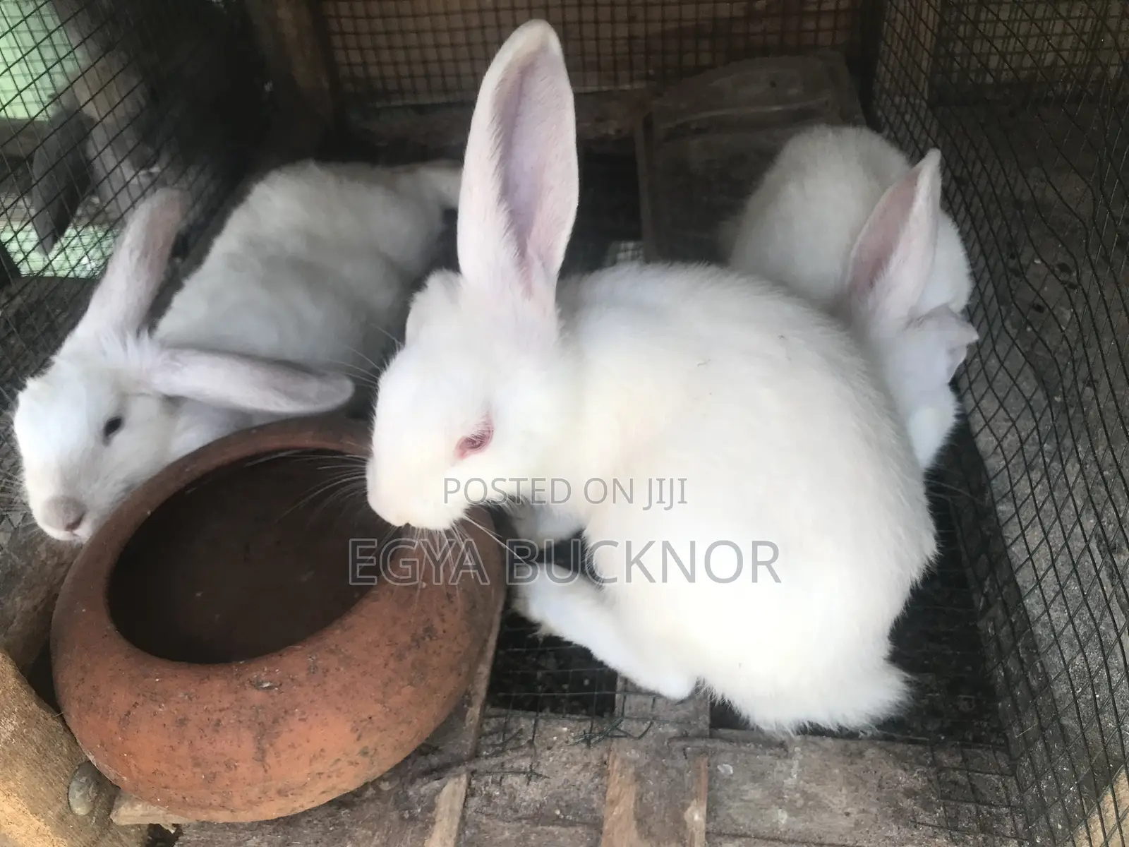 Rabbits For Sale