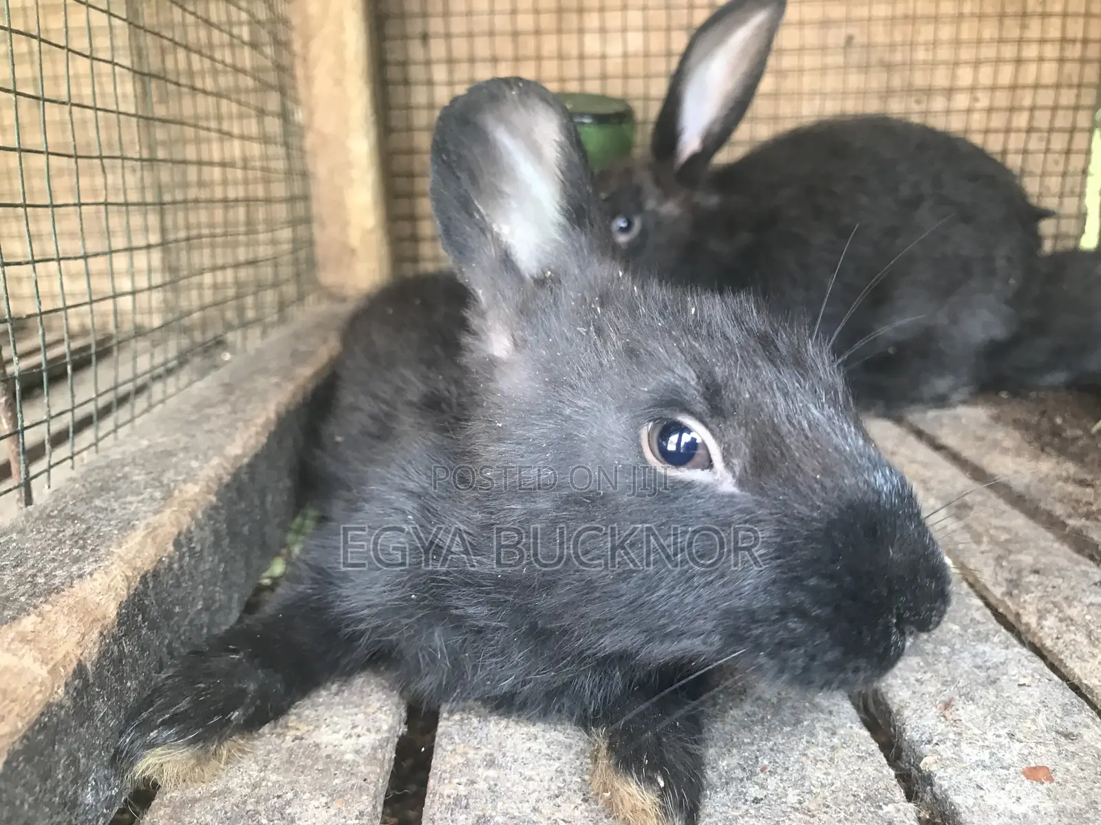 Rabbits For Sale