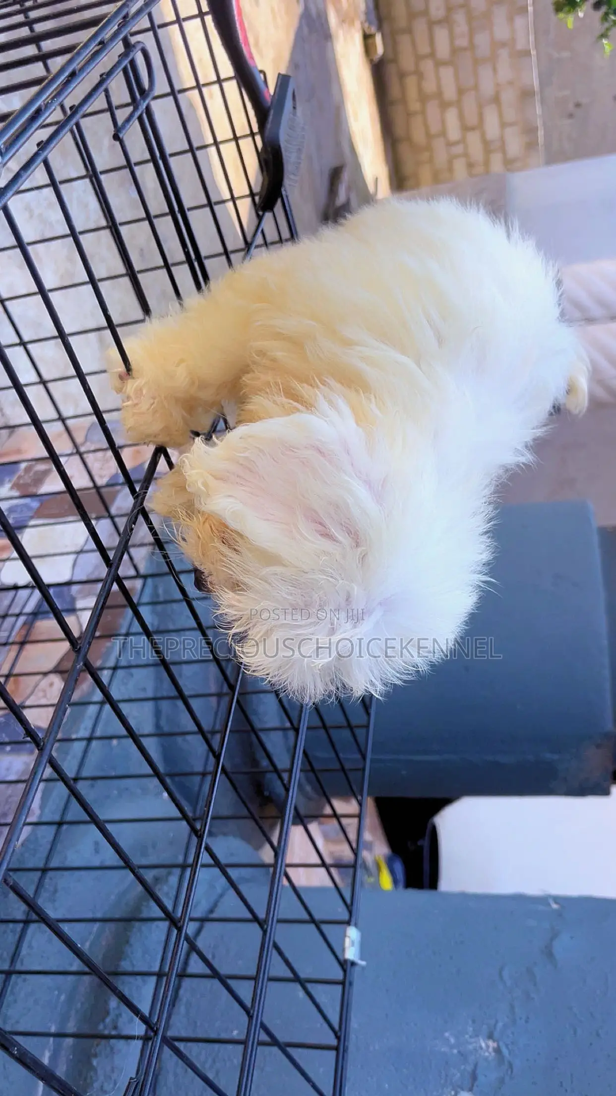 3-6 months Male Purebred Maltese