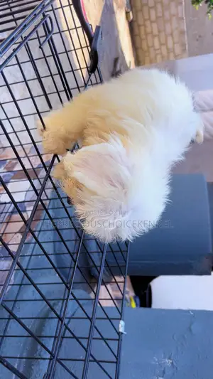 3-6 months Male Purebred Maltese