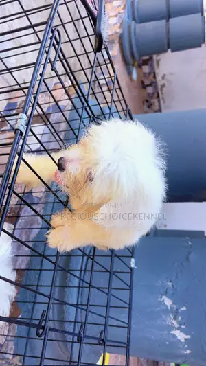 3-6 months Male Purebred Maltese