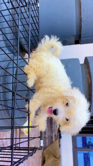 3-6 months Male Purebred Maltese