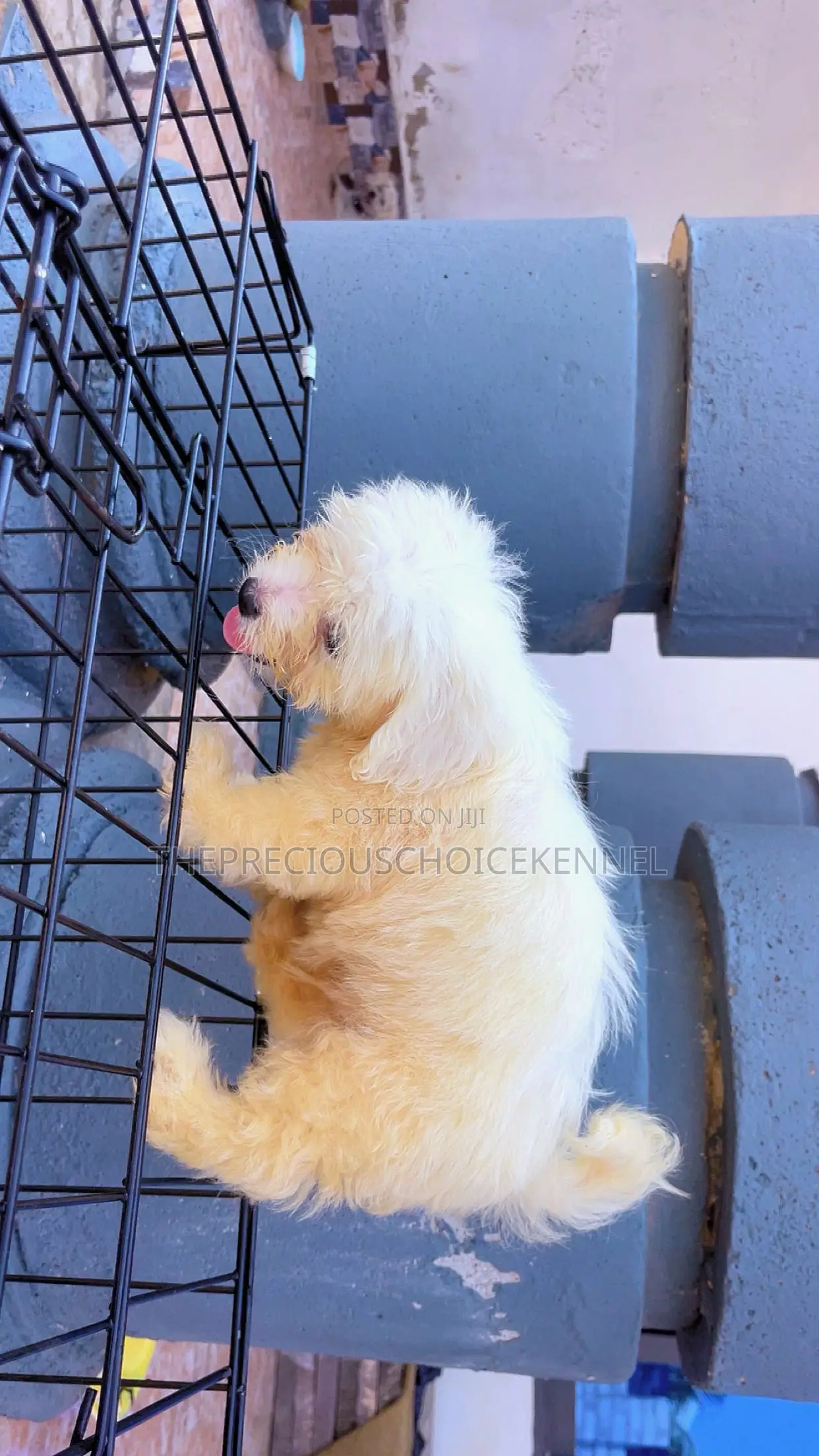 3-6 months Male Purebred Maltese