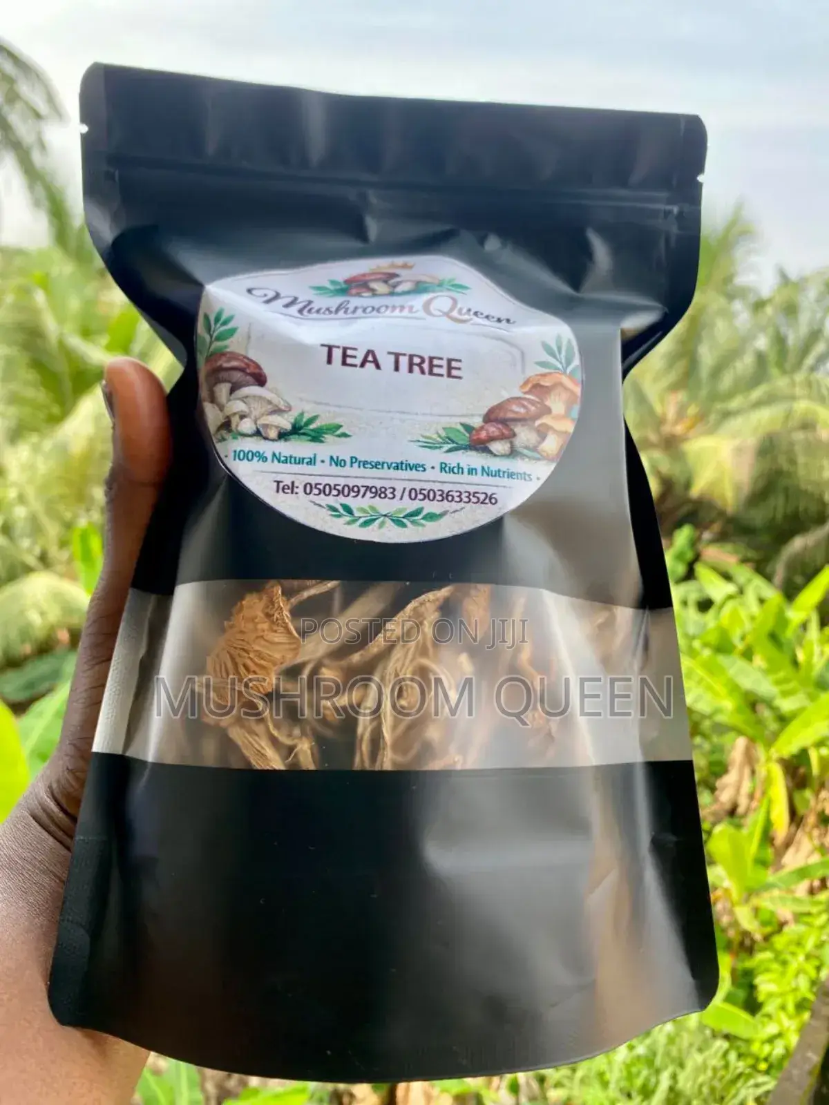 Tea Tree Mushrooms