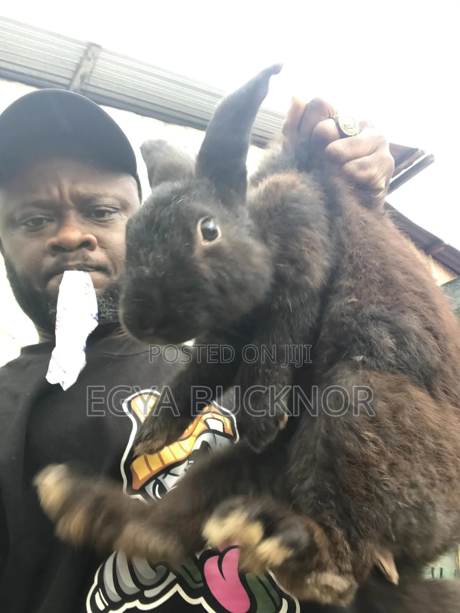 Rabbits For Sale