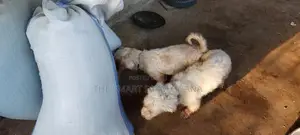 6-12 months Male Mixed Breed Maltipoo