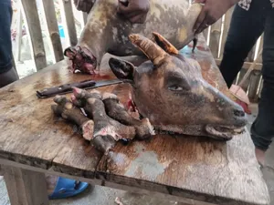 Frozen Goat Meat For Sale
