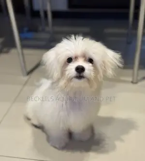 3-6 months Female Purebred Maltese