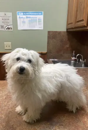 3-6 months Female Purebred Maltese
