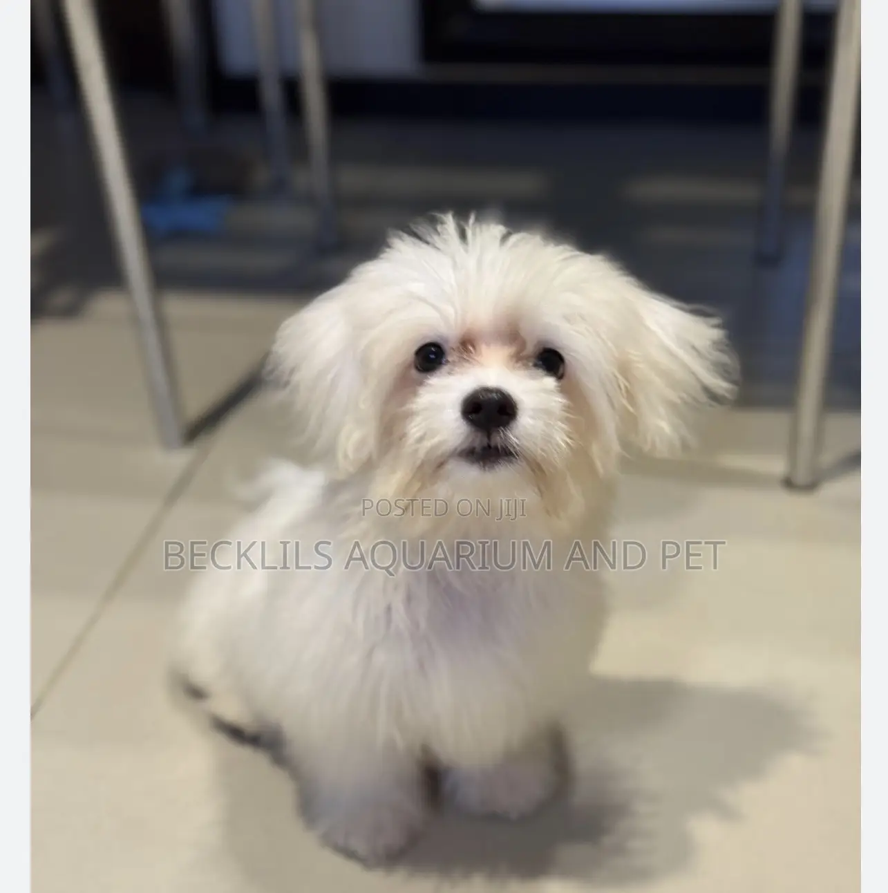 3-6 months Female Purebred Maltese