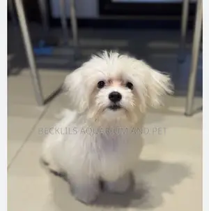 3-6 months Female Purebred Maltese