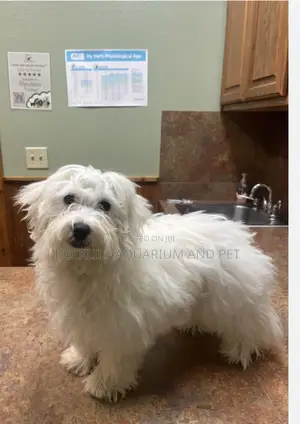 3-6 months Female Purebred Maltese