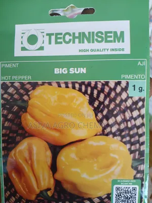 Big Sun Hot Pepper Seeds