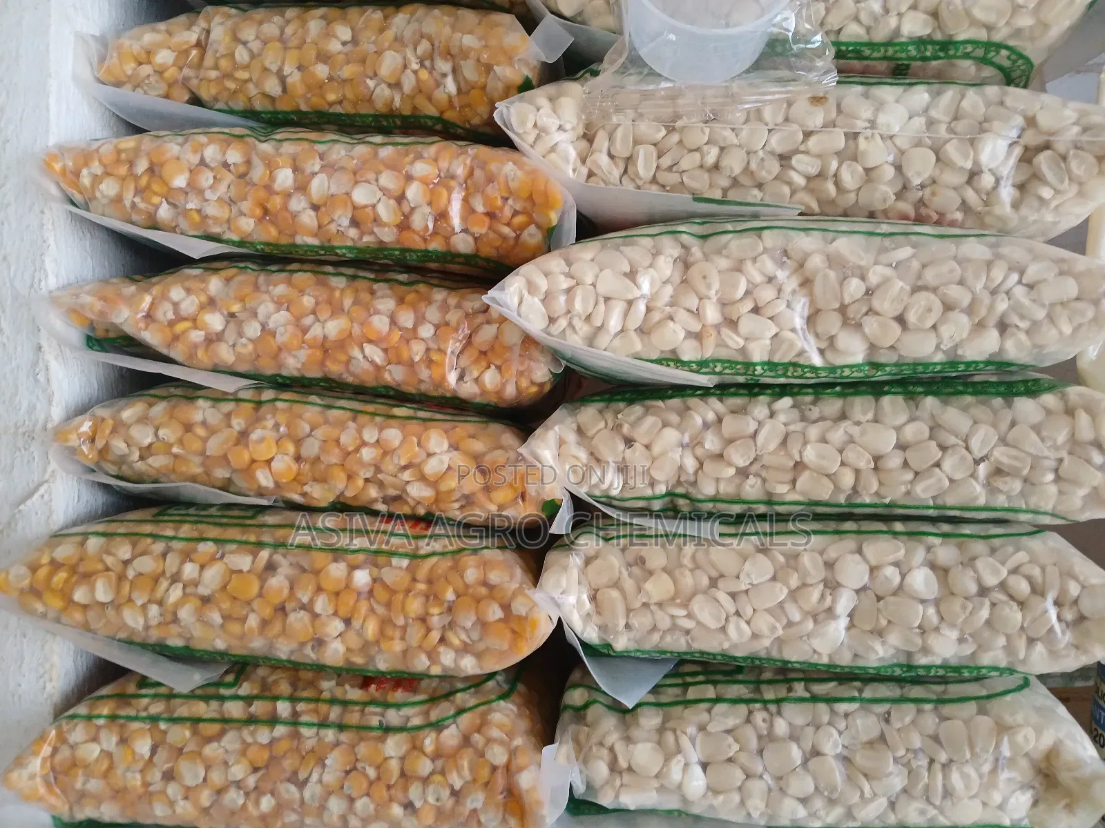 Planting Maize