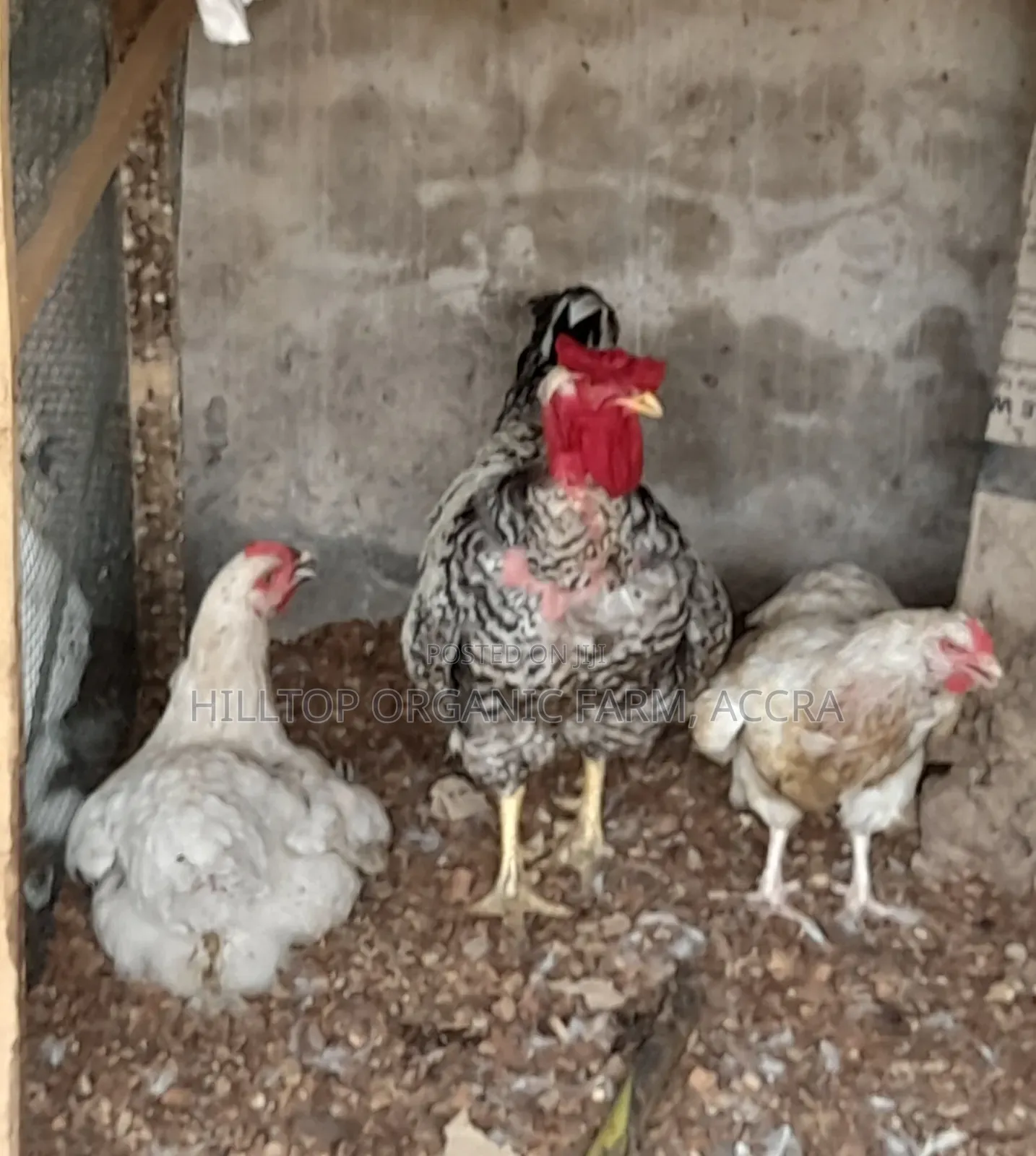 Krouiler Chicks and Eggs for Sale