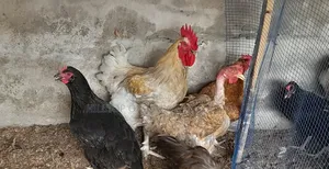Krouiler Chicks and Eggs for Sale