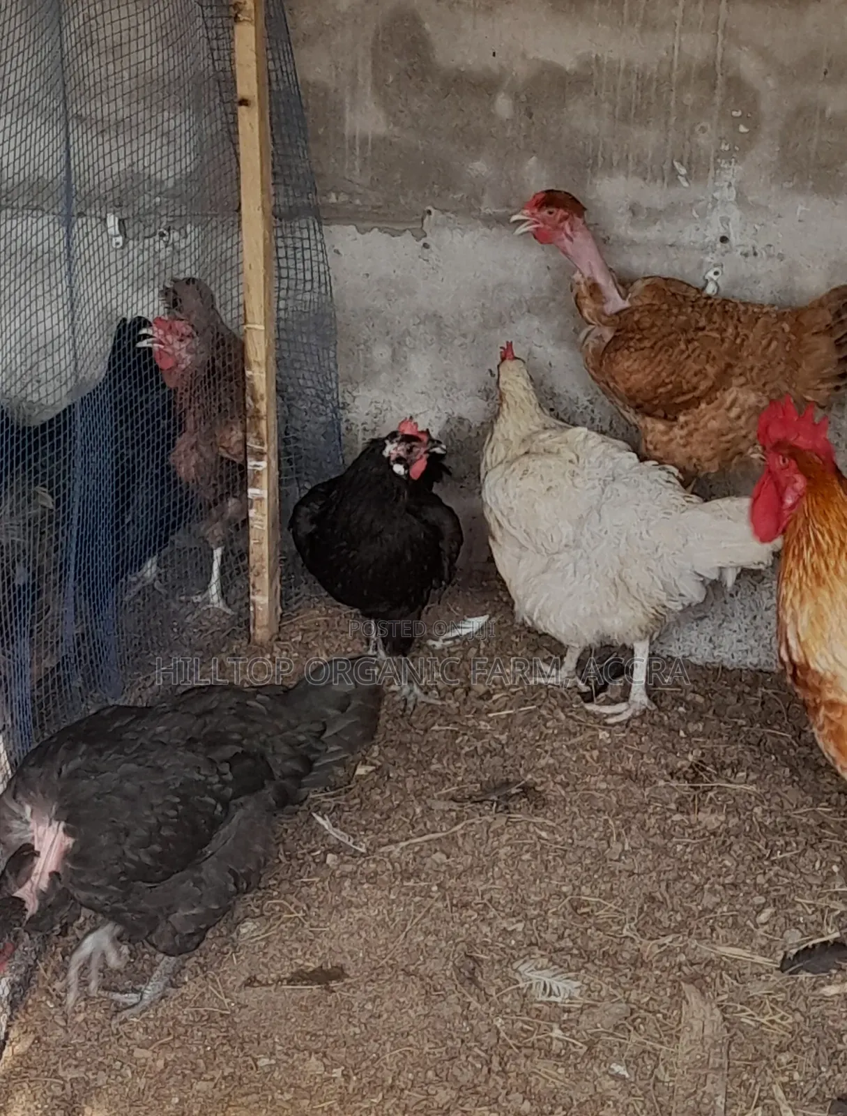Krouiler Chicks and Eggs for Sale