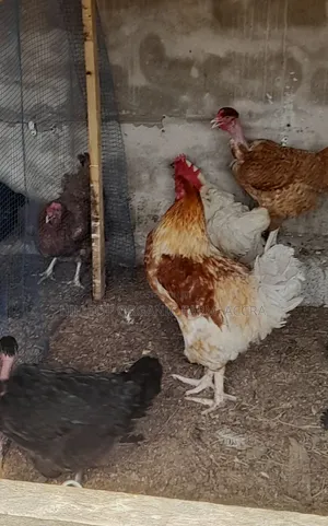 Krouiler Chicks and Eggs for Sale