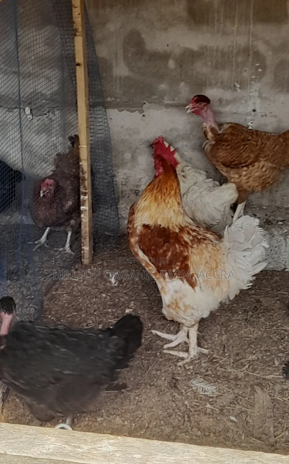 Krouiler Chicks and Eggs for Sale