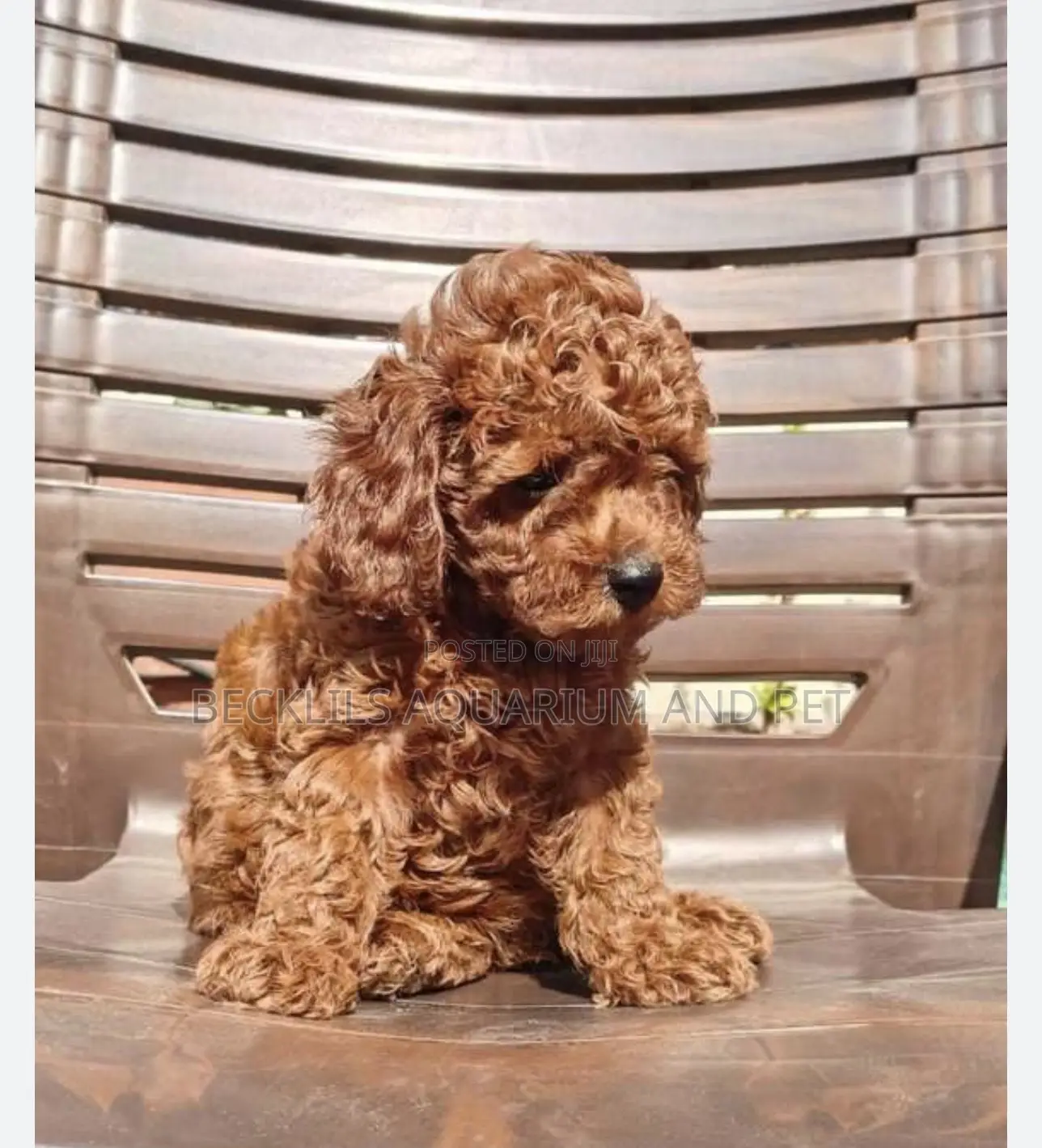 3-6 months Female Purebred Poodle