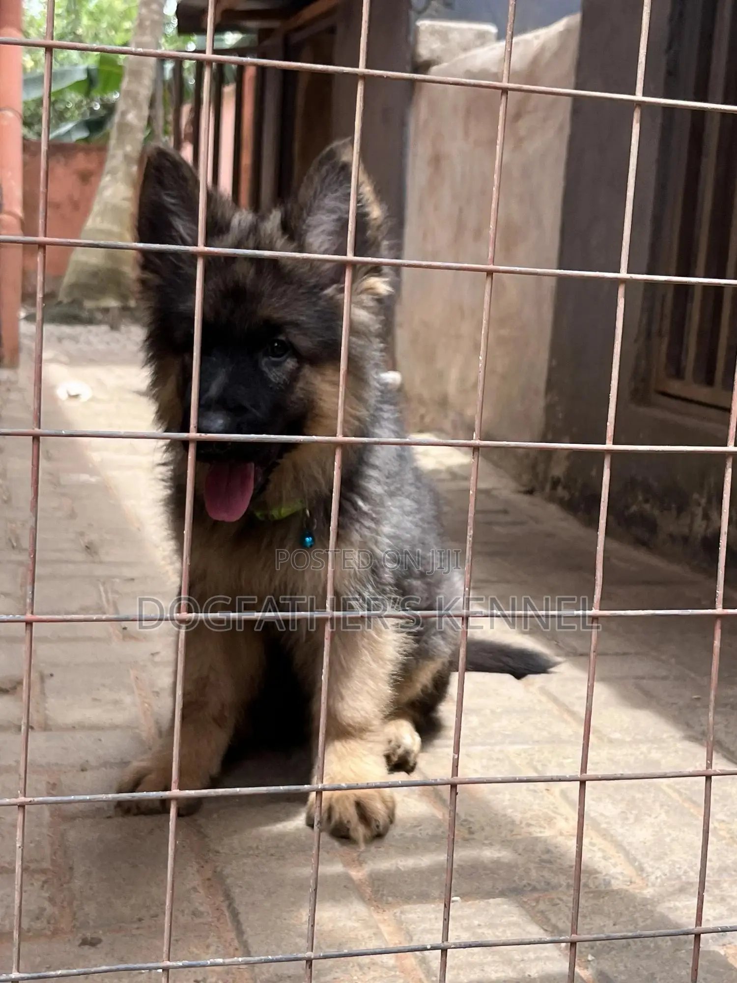 1-3 months Male Purebred German Shepherd