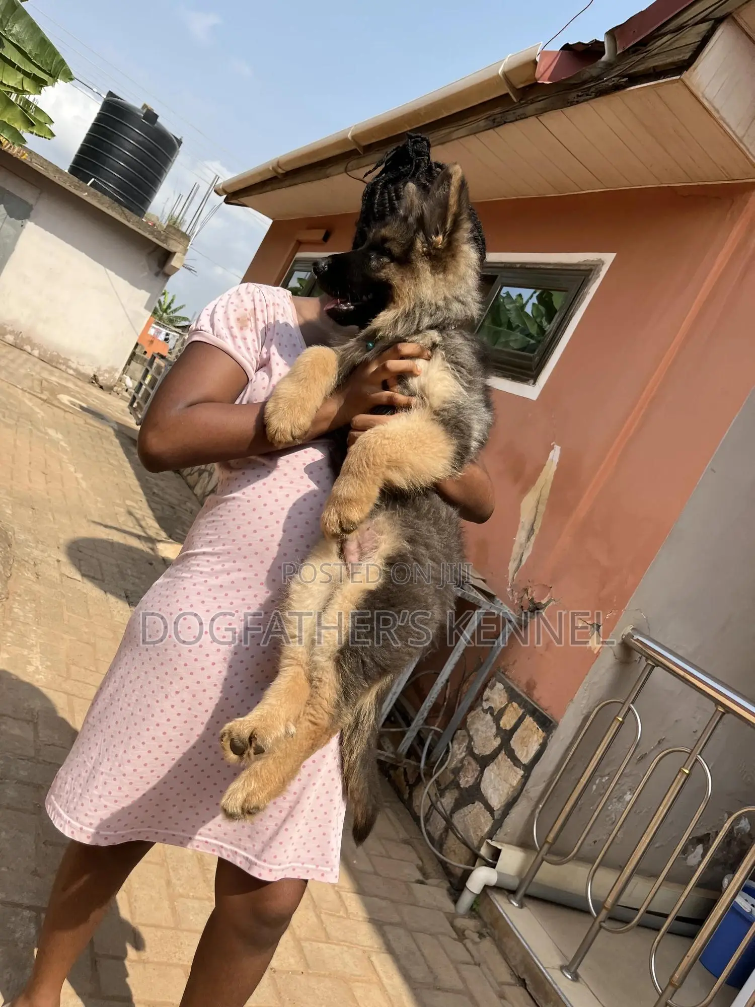 1-3 months Male Purebred German Shepherd