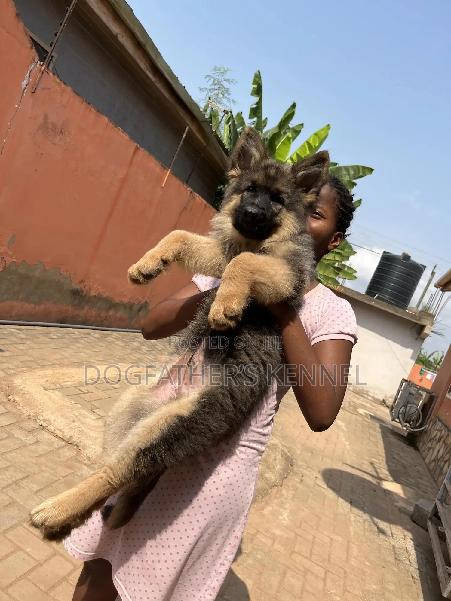 1-3 months Male Purebred German Shepherd