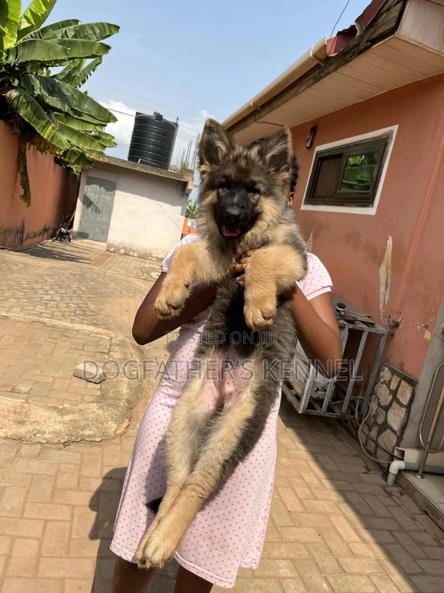 1-3 months Male Purebred German Shepherd