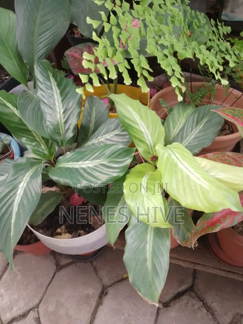 Plant Varieties