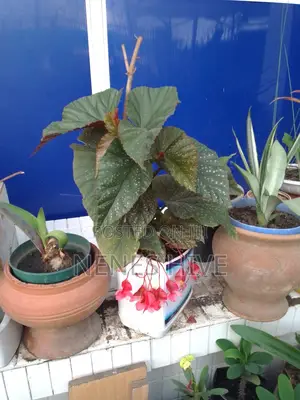 Plant Varieties