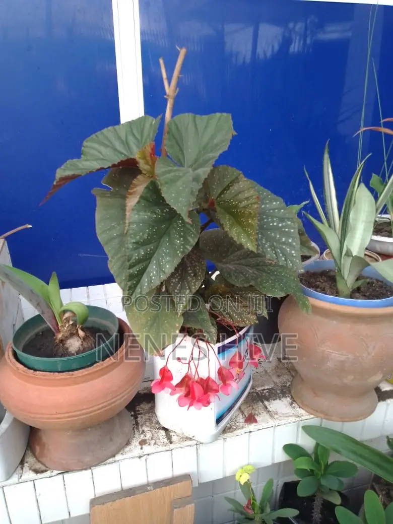 Plant Varieties
