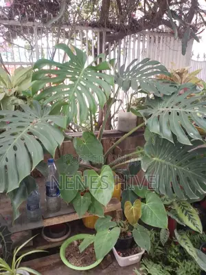 Plant Varieties