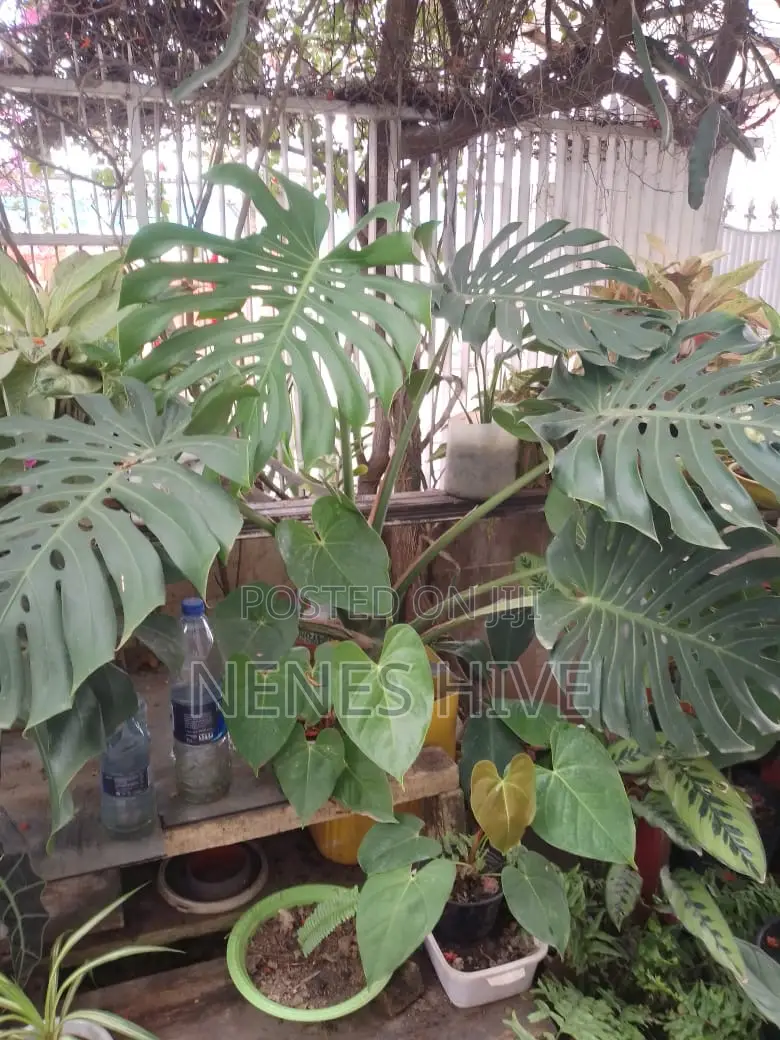 Plant Varieties