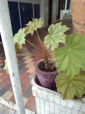 Plant Varieties