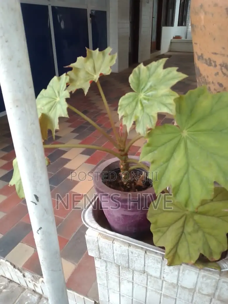 Plant Varieties