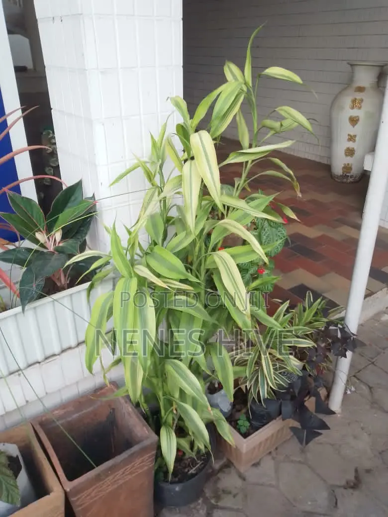Plant Varieties