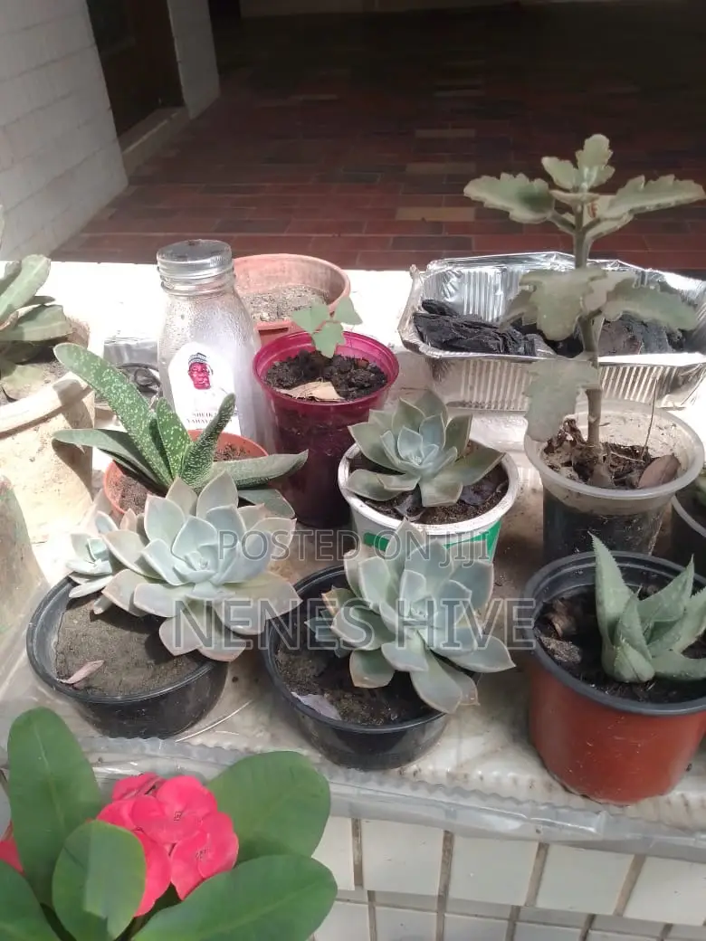 Plant Varieties