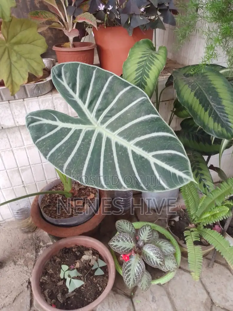 Plant Varieties