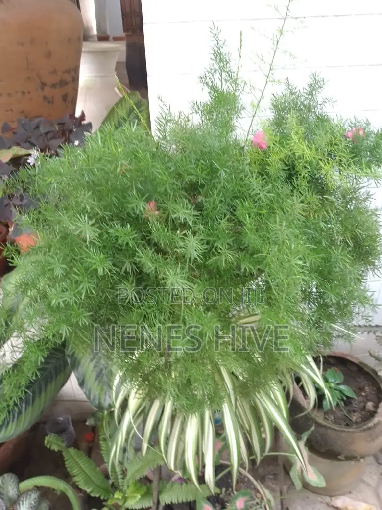 Plant Varieties