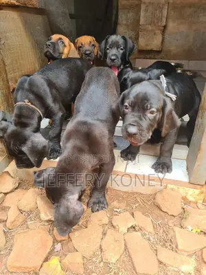 1-3 months Female Purebred Boerboel