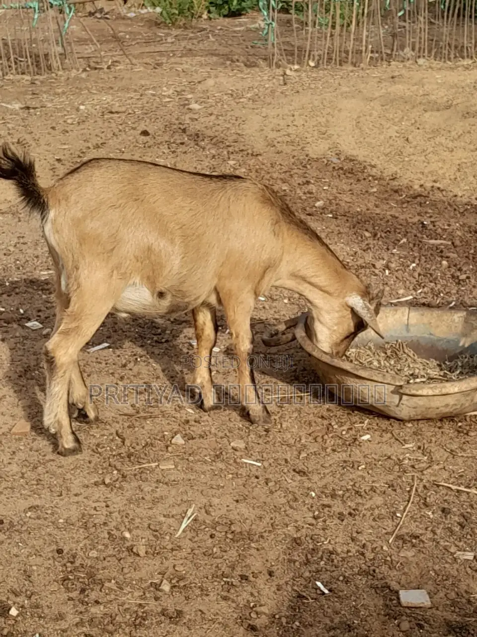 Healthy Female Goats